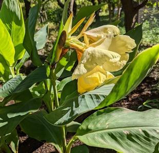 カンナの花が咲いています。