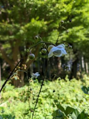 レンゲショウマが咲いています。