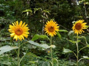 ヒマワリが元気に咲いています。