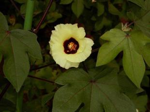 綿の花が咲いています。