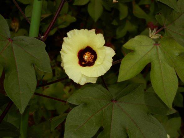 綿の花が咲いています。の写真