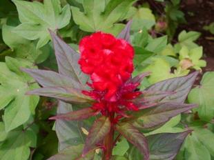 ケイトウの花が咲いています。