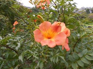 ノウゼンカズラが咲いています。