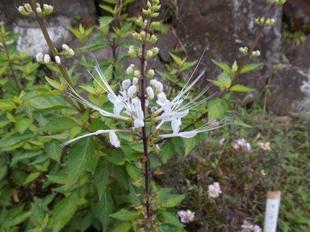 ねこのひげが咲いています。