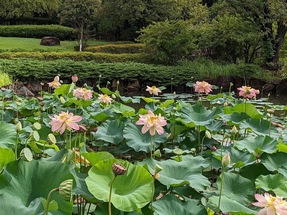 8月も終わりですがの写真