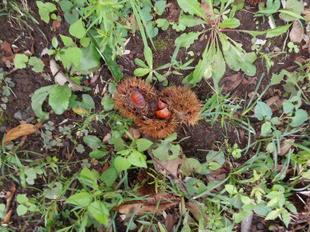 クリの実が落ちていました。