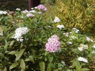 シモツケが咲いています。