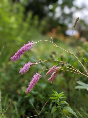 カライトソウが咲いています。