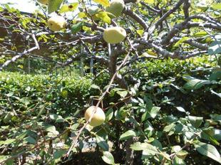 大きなボケの実がなっています!