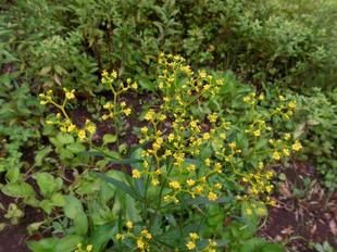 オミナエシが咲いています。