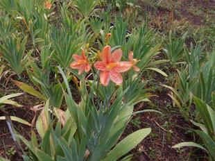 ヒオウギが咲いています。