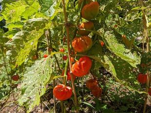 ホオズキが色づいています。