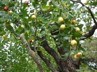 ナツメが豊作です！