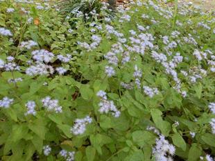 カッコウアザミが鮮やかです！