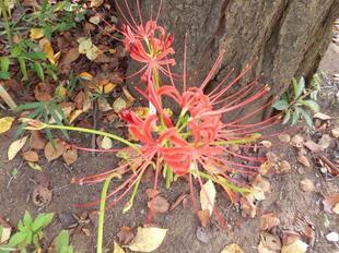 ヒガンバナが咲き始めました！