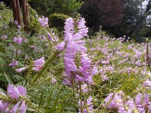花虎の尾が満開です！