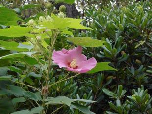 芙蓉が咲いています。