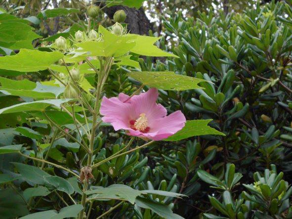 芙蓉が咲いています。の写真