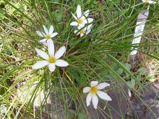 タマスダレが咲いています。