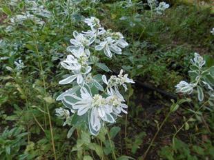 初雪草がきれいです！