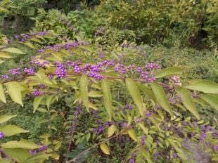 紫式部が実をつけています。