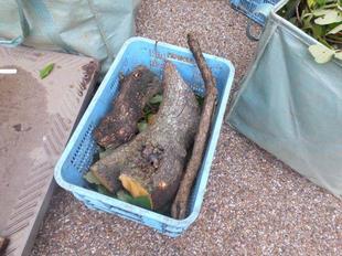 柿の枝落としを実施！