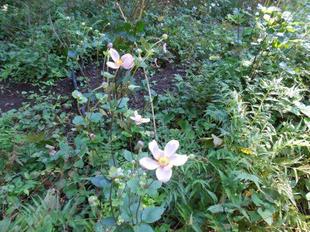 シュウメイギクが咲いています。