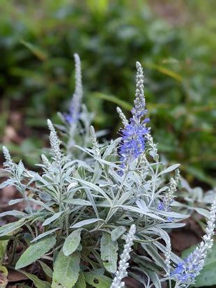 トウテイランが咲いています。