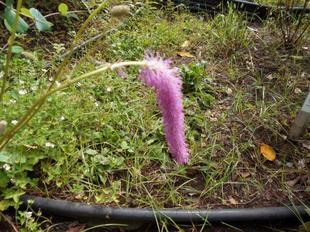 カライトソウが咲いています。