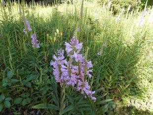 カクトラオノが咲いています。