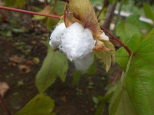 綿の実が豊作です！