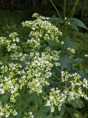 オトコエシが咲いています