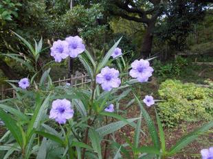 ルエリアが咲いています。