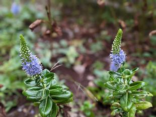 ハマトラノオが咲いています。
