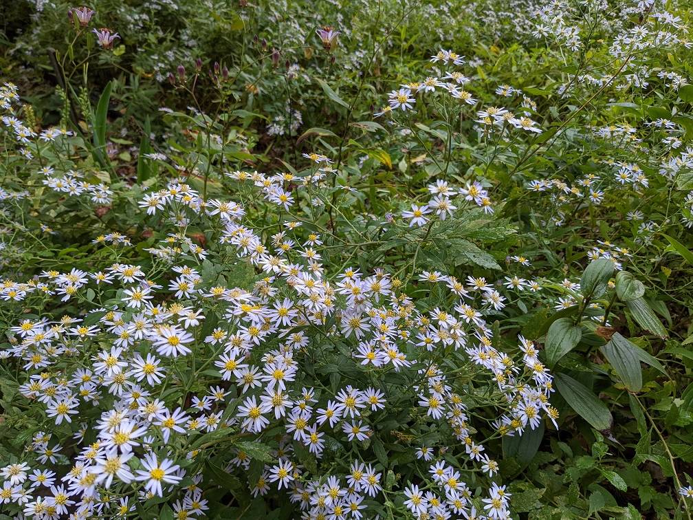 ヨメナが見頃です。の写真