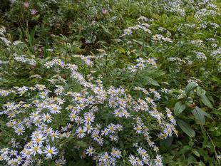 ヨメナが見頃です。