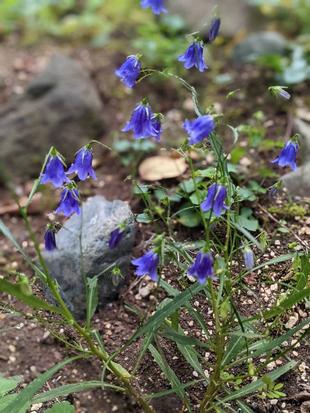 イワシャジンが咲いています