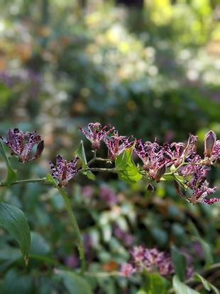 ホトトギスが咲いています。