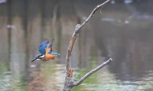 ハスの葉を刈り取りました