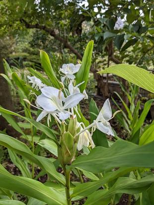 ジンジャーが咲いています。