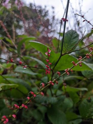 ミズヒキの花が咲いています