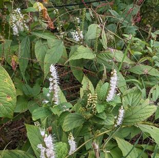 シモバシラの花が咲いています。