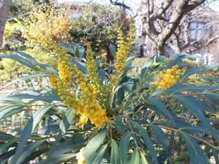 ホソバヒイラギが咲いています。