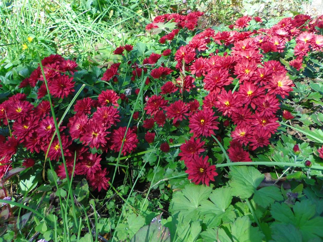 小菊があざやかです。の写真