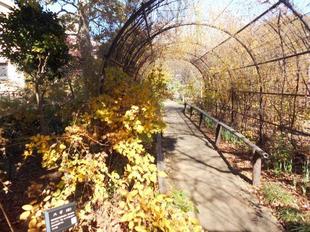 黄金色のハギのトンネル！