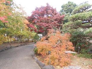 紅葉が美しい！