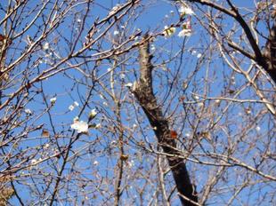 十月桜が咲いています。