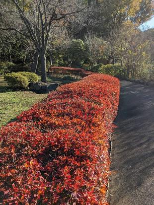 ドウダンツツジが紅葉しています