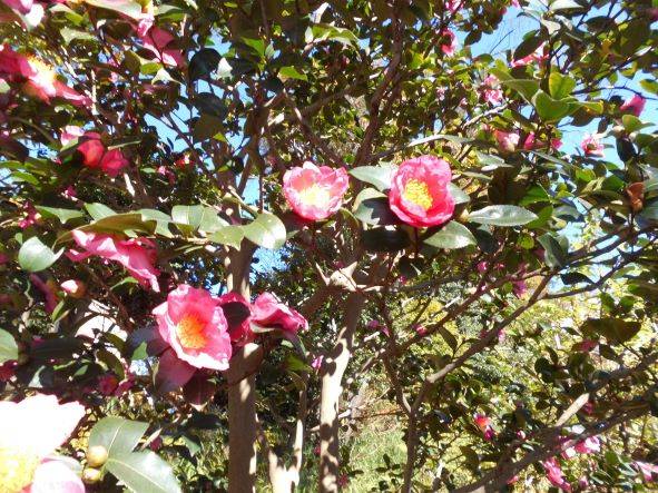 山茶花が咲いています。の写真