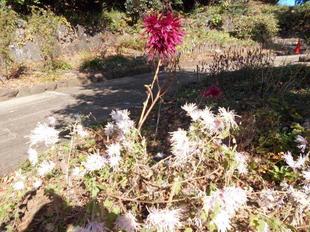 サガギクが咲いています！